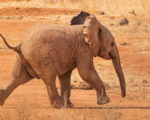 Kenya